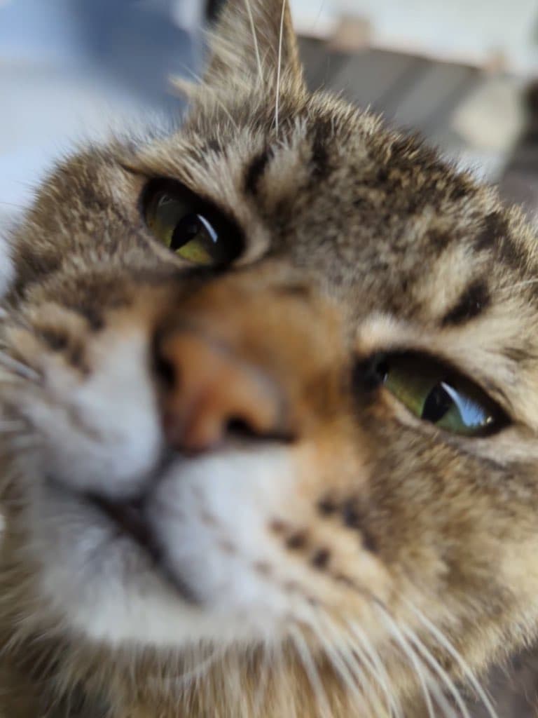 猫は神