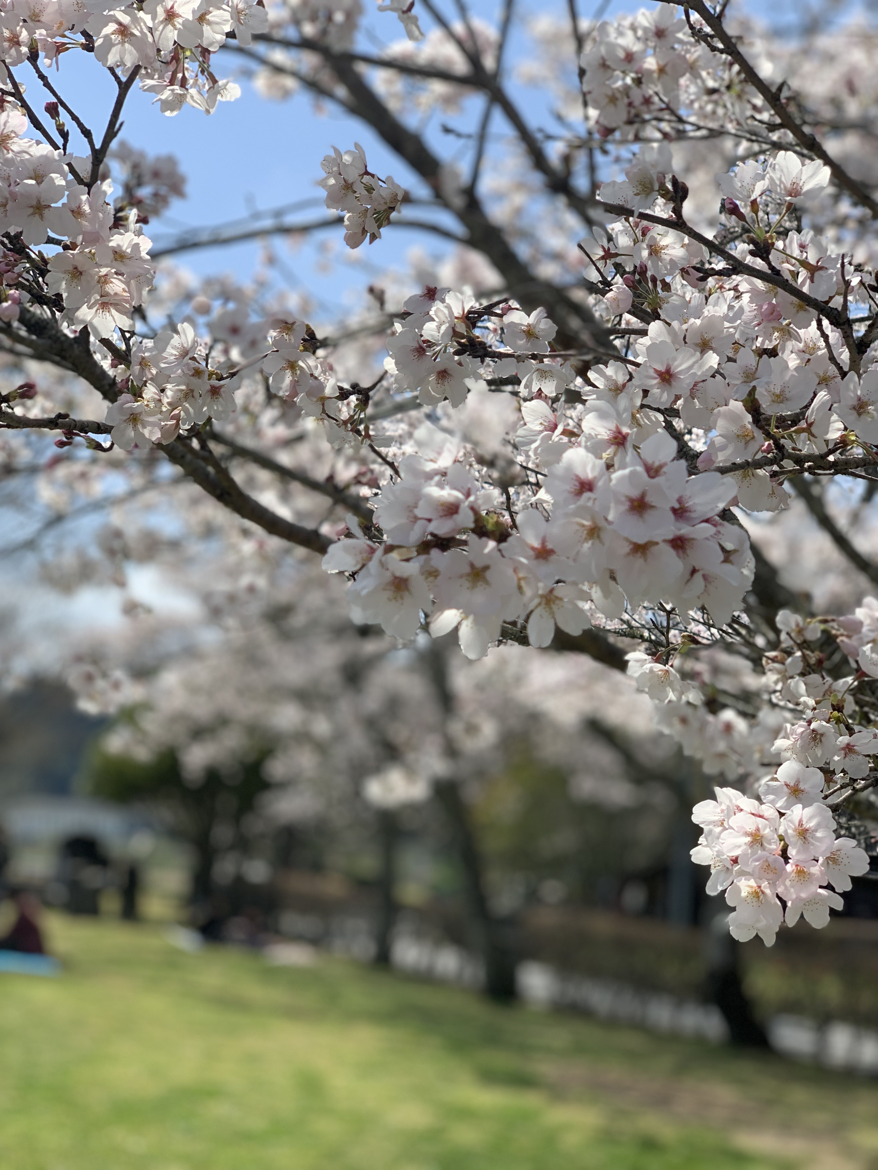 桜🌸
