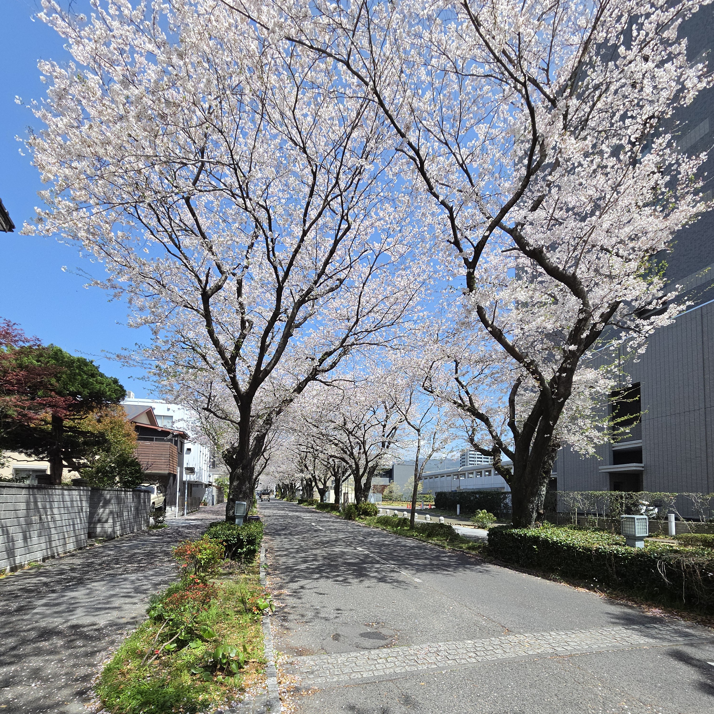 桜を独り占め🌸