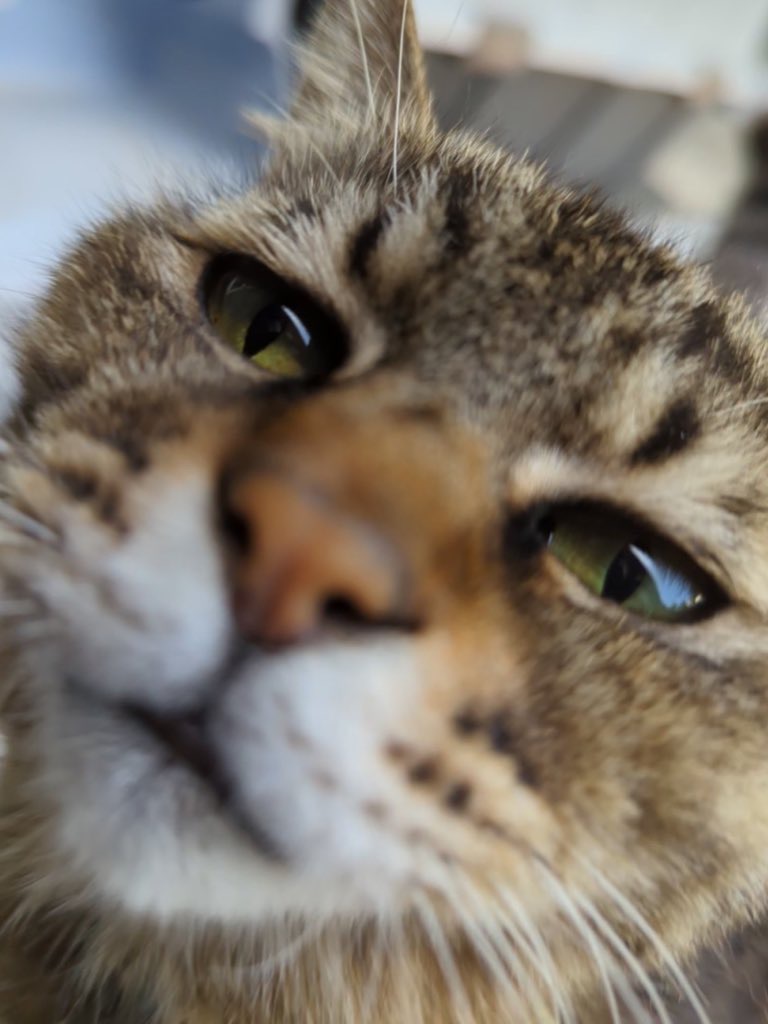 猫は神